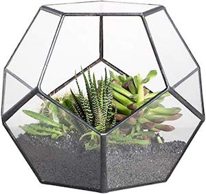 terrarium