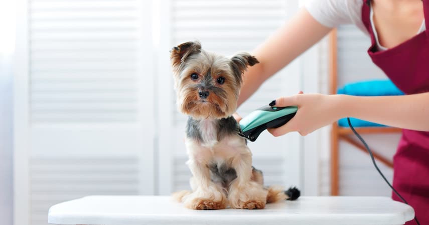 woman grooming a yorkie Kasefoto