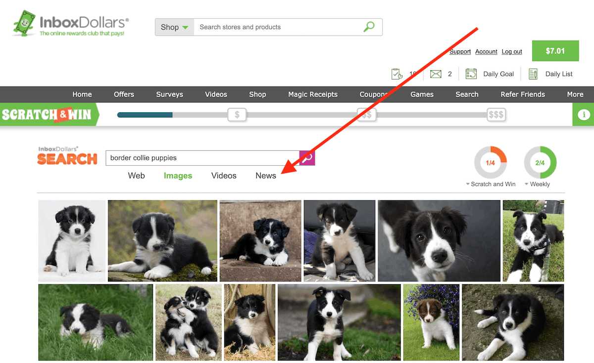 InboxDollars Search for Border Collie Puppies