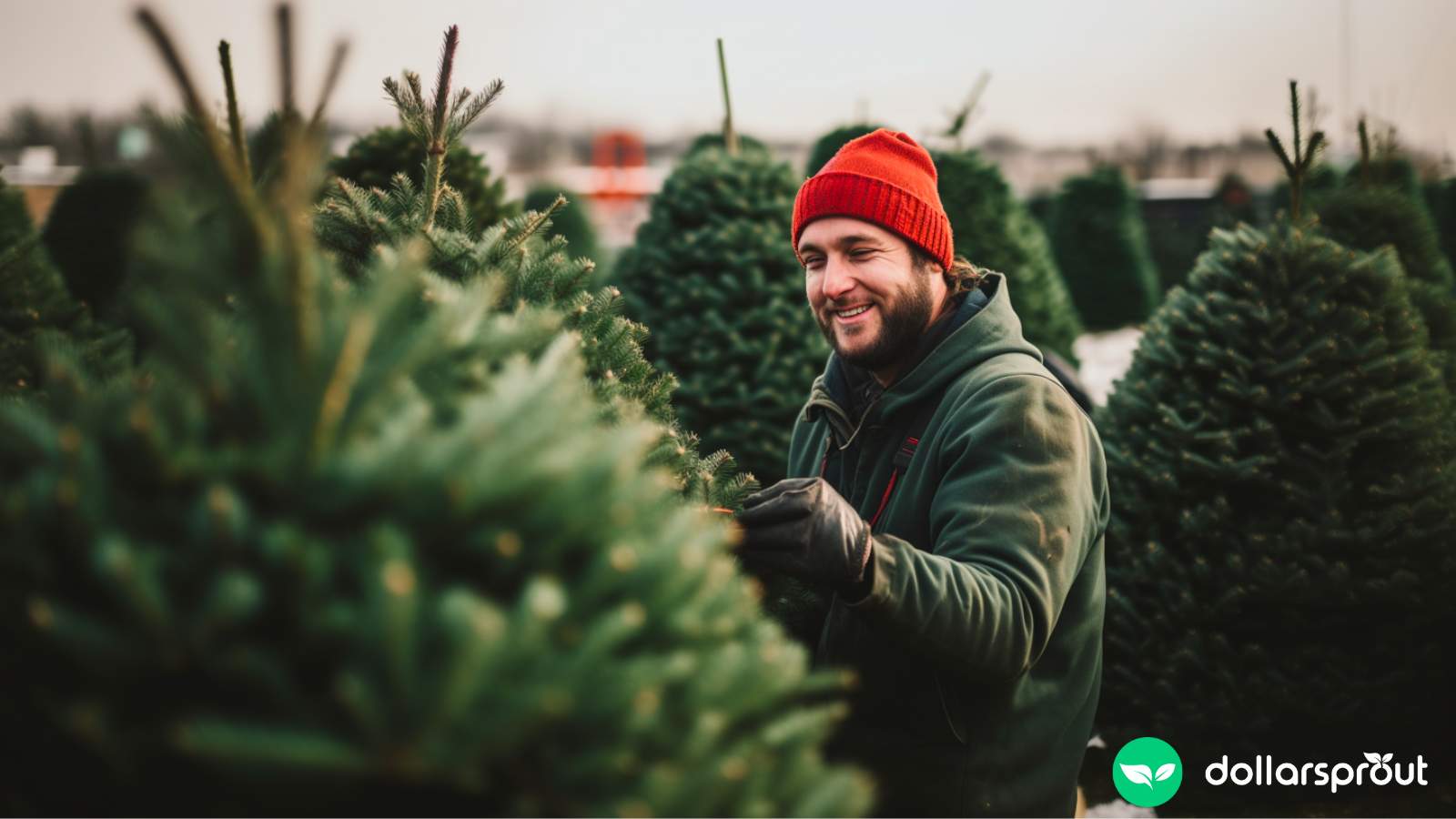 temp worker walking through christmas tree farm helping harvest trees