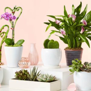 exotic plant arrangement
