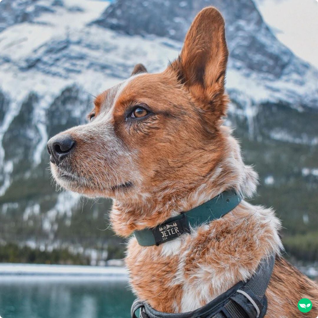 A dog named Jeter who is looking out at a lake with a mountain in background.