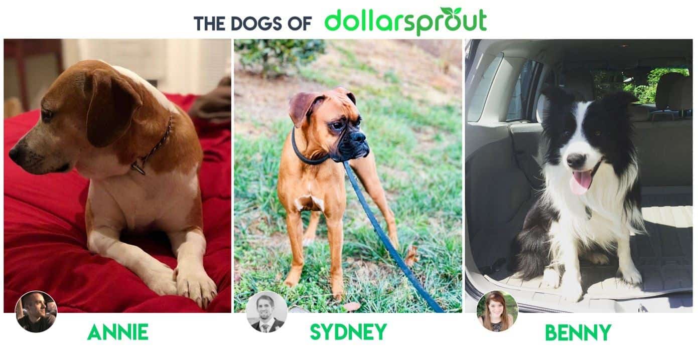 dogs that belong to the owners of DollarSprout.com